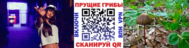 Галлюциногенные грибы GOLDEN TEACHER  как найти наркотики  Пудож 